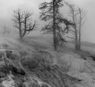 alberi rinsecchiti, dead trees Mammoth Hot Springs, Yellowstone