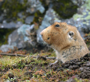 Ratto-talpa gigante, Tachyoryctes macrocephalus Big-headed Mole-rat, Sanetti plateau