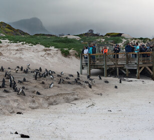 Turisti osservano un gruppo di Pinguini del Capo Turists watching a group of Jackass Penguins, Boulders Beach