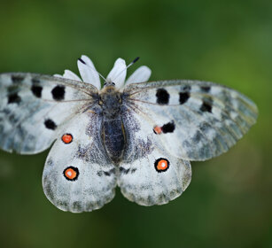 Apollo (Parnassius apollo), Apollo butterfly