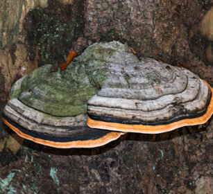 Poliporo marginato (Fomitopsis pinicola) Red-belted Bracket