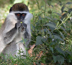 Cercopiteco grigioverde (Chlorocebus aethiops) Grivet monkey, lago Awasa, lake Awasa
