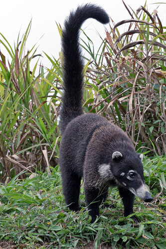 _d503203-coati.jpeg