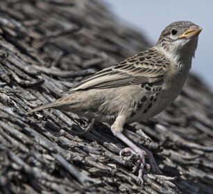 Passero tessitore sociale (Philetairus socius) Sociable Weaver
