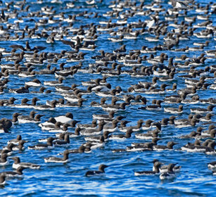Urie, Guillemots Norvegia, Hornoia. Norway, Hornoia