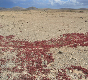paesaggio, landscape Fuerteventura