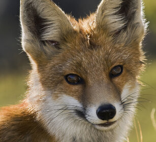Volpe comune (Vulpes vulpes), Red Fox