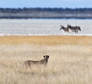 Ghepardo (Acinonyx jubatus), Cheetah Etosha NP