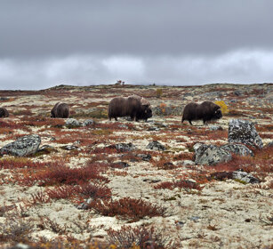 Buoi muschiati (Ovibos moschatus), Muskoxen parco nazionale di Dovrefjell, Dovrefjell NP