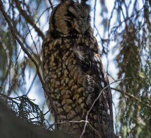 Gufo abissino (Asio abyssinicus), Abyssinian Owl Dinsho forest