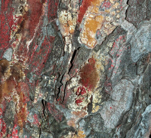 corteccia di conifera, conifer's bark