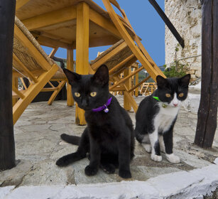 micetti, little cats Skiathos, Grecia, Greece