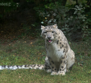 Leopardo delle nevi, Snow Leopard