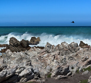 Cormorano (Phalacrocorax carbo), Cormorant Capo Peninsula, Cape Peninsula