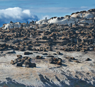 Otarie del Capo (Arctocephalus pusillus) Sea Lions Robben island