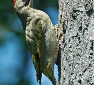 Picchio verde (Picus viridis), Green Woodpecker Piemonte, Piedmont