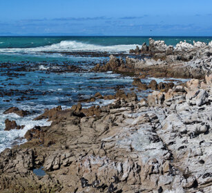colonia di Cormorani, Cormorants colony Capo Peninsula, Cape Peninsula