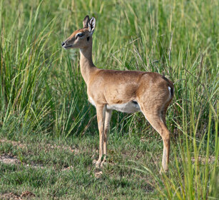 Oribi Uganda