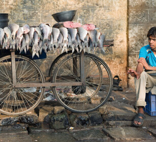 pescivendolo, fishmonger Mysore, Karnataka
