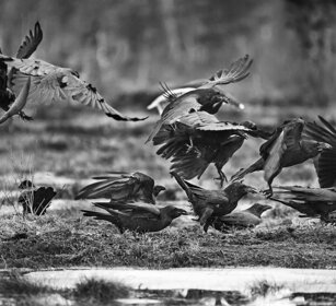 Corvi e Cornacchie, Ravens and Crows Finlandia, Finland