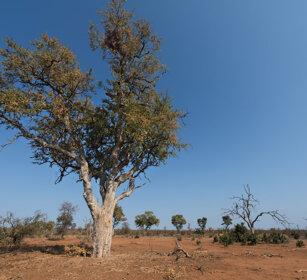 Marula, marula tree PN Kruger, Kruger NP