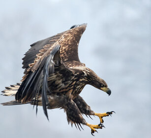 Aquila di mare (Haliaeetus albicilla) White-tailed Eagle, Polonia, Poland