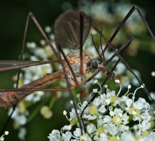 dettero Tipulide, dipteron