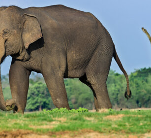 Elefante asiatico (Elephas maximus) Asian Elephant Nagarhole NP, Karnataka