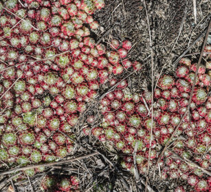 Semprevivo, Sempervivum, Houseleek