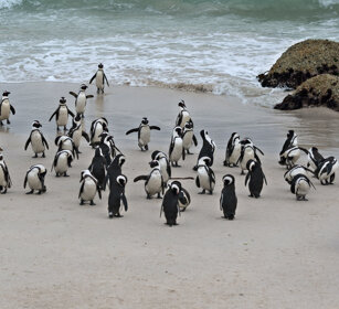 Pinguini del Capo (Spheniscus demersus) Jackass Penguins, Boulders Beach