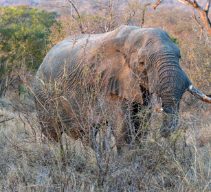 Elefante africano (Loxodonta africana) African elephant, Kruger NP