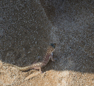 Geco palmato (Pachydactylus rangei) Namib Web-footed Gecko, Swakopmund