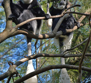 Guereza bianco neri con piccolo (Colobus guereza) Abyssinian Black-and-white Colobus monkeys with its cub, lago Awasa, lake Awasa