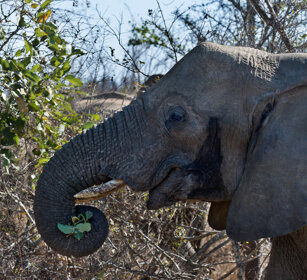 Elefante africano (Loxodonta africana) African elephant, Kruger NP
