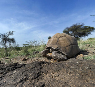Tartaruga di terra, Tortoise parco Awash, Awash NP
