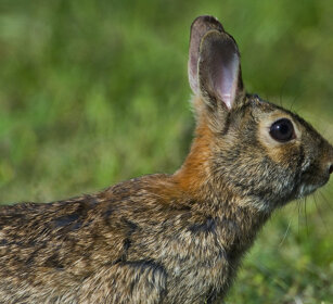 Minilepre (Sylvilagus floridanus)