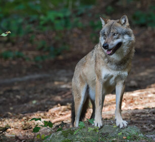 Lupo (Canis lupus), Wolf Bayerischerwald, Germania, Germany