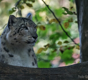 Leopardo delle nevi, Snow Leopard