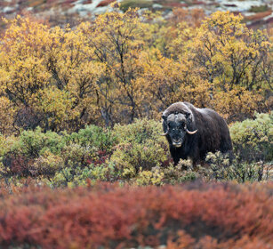 Bue muschiato (Ovibos moschatus), Muskox parco nazionale di Dovrefjell, Dovrefjell NP