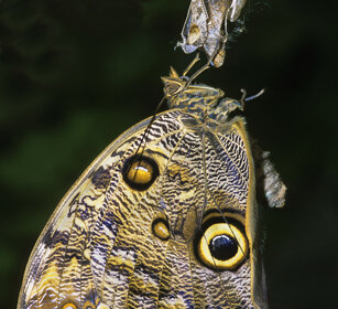 Caligo eurilochus appena sfarfallata Forest Giant Owl just born