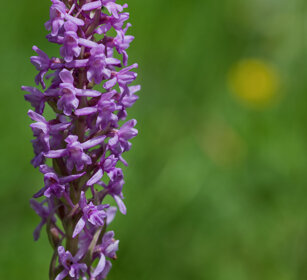 Manina rosea (Gymnadenia conopsea) Marsh fragrant orchid