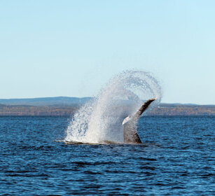 Whale Tadoussac