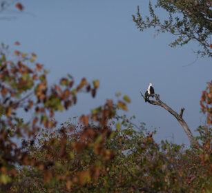 Aquile pescatrici africane ( PN Kruger, Kruger NP