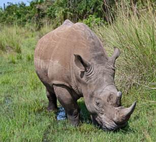 Rinoceronte bianco Uganda