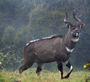 maschio di Nyala di montagna, Tragelaphus buxtoni male Mountain Nyala, Dinsho forest