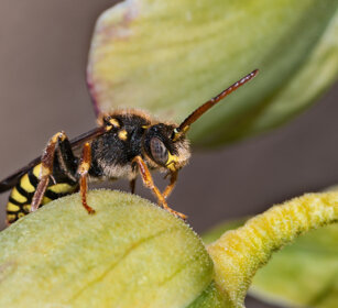 imenottero Nomada sp, Wild Bee