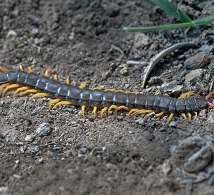Centopiedi fasciato (Scolopendra cingulata) Mediterranean Banded Centipede