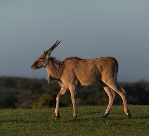 Antilope alcina (Taurotragus oryx), Eland Riserva naturale De Hoop, De Hoop natural reserve