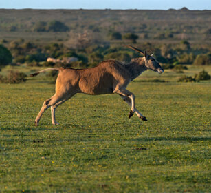 Antilope alcina (Taurotragus oryx), Eland Riserva naturale De Hoop, De Hoop natural reserve