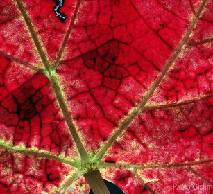 Foglia di vite, vine's leaf Frossasco, Piemonte